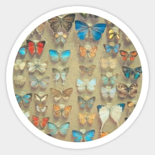 The Butterfly Collection II Sticker